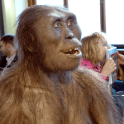 nhm australopithecus afarensis modell a