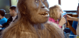 nhm australopithecus afarensis modell a