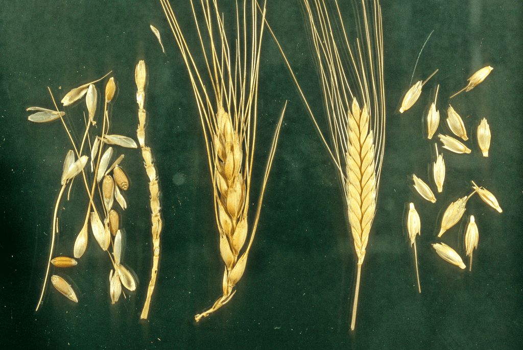 naked and hulled wheat