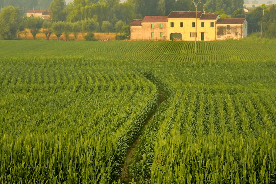 Viewpoint: 'A crucial turning point' — Italian researcher says CRISPR gene editing of seeds is crucial to prevent crop diseases - Vimarsana News