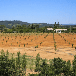 fruit trees fruit fields drought south of france