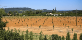 fruit trees fruit fields drought south of france