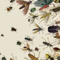 mag insects image videosixteenbyninejumbo v
