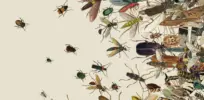 mag insects image videosixteenbyninejumbo v