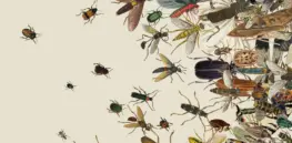 mag insects image videosixteenbyninejumbo v