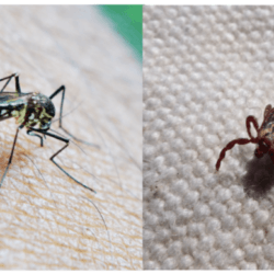 Ticks and mosquitos are bringing escalated threats of Lyme disease, West Nile virus and other vectored illnesses to new places across the US