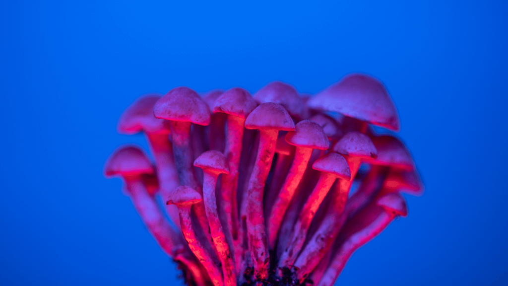Mushroom hallucinogen sales booming despite reports of serious side effects - Vimarsana News
