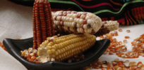 Viewpoint: Mexico claims glyphosate and GM corn bans will increase ‘food sovereignty’. Here are the facts