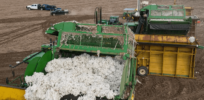 Video: Do pest-resistant GM crops harm workers? Kenyan farmers say no, tout benefits of Bt cotton grown harvested in semi-arid region