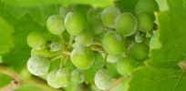 ‘It’s the only way we’ll have Cabernet Sauvignon in 50 years’ — Disease-resistant gene-edited ‘SuperGrapes’ can help farmers control pernicious powdery mildew that's destroying vine crops