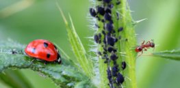 The enemy of my enemy is my friend: How plants recruit predators to control pests
