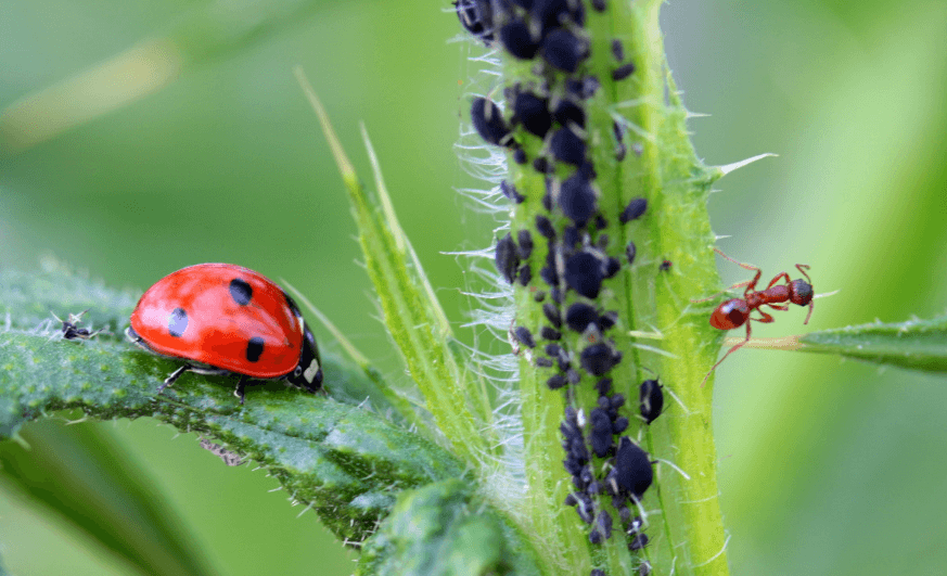 The enemy of my enemy is my friend: How plants recruit predators to ...