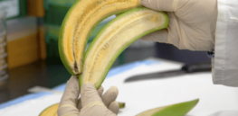 Orange ‘super banana’: Gates-funded Ugandan scientists develop vitamin A enhanced fruit that could help reduce blindness and save lives