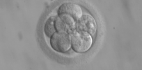 embryo c cells