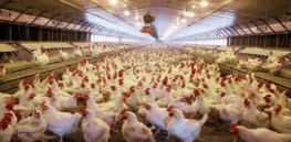 factory farmed chickens