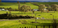 green farm in spring in the south island c new zealand