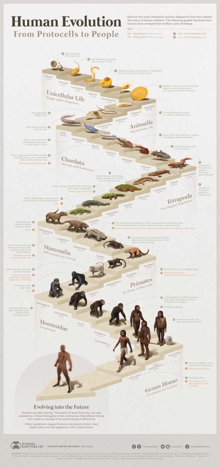 Infographic: Pathway of human evolution, from protocells to people ...