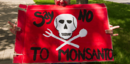 Viewpoint: ‘Activists are tireless’ — 30 years of global genetically modified crop use has proven they are safe and sustainable, but GMOs remain under assault