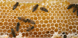 bees nature macro hive insects bugs