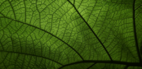 green veins leaf plant pattern greenery