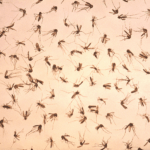 group of dead adult mosquitoes scattered uniformly throught the field of view during a vector control study