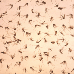 group of dead adult mosquitoes scattered uniformly throught the field of view during a vector control study