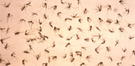 group of dead adult mosquitoes scattered uniformly throught the field of view during a vector control study