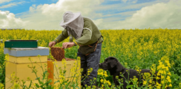 nature bees beekeeper honey