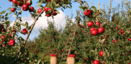 Genetic mutation that makes apple trees grow like weeping willows could make laborers' lives easier