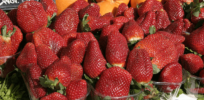 Strawberries are often perfectly shaped, humongous and uniform — but the flavor leaves much to be desired. Genetic engineering could change that