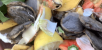 How gene editing can reduce food waste and remove allergens from Africa’s food supply