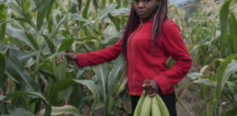 Viewpoint: African nations must take on the responsibility of developing agricultural innovations as well as benefiting from them