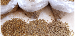 Growing more ancient grain millet could help American farmers adapt to climate change