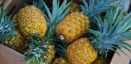 Pineapple scraps don’t have to go to waste — they can be used to make bioplastics