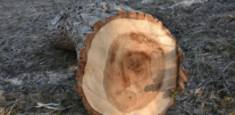 Combining AI and CRISPR: Gene-edited hardwood trees increase carbon sink potential of deep forests