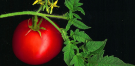 Latest CRISPR food innovation: South Korea develops tomato with enhanced levels of provitamin D3. Will it go to market?