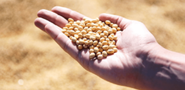 soybean hand agro harvest preview