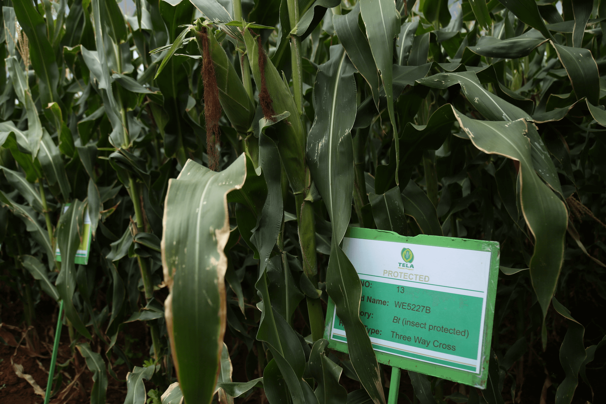 bt insect protected maize