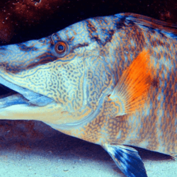 Skin vision: How the bizarre hogfish that ‘sees with its skin’ can help develop robotic limbs and self-driving cars