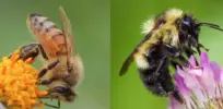 Honeybee (l) vs Bumble bee