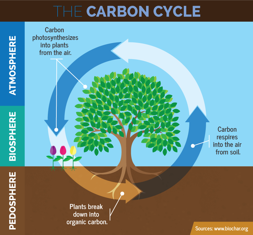 the carbon cycle biosphere