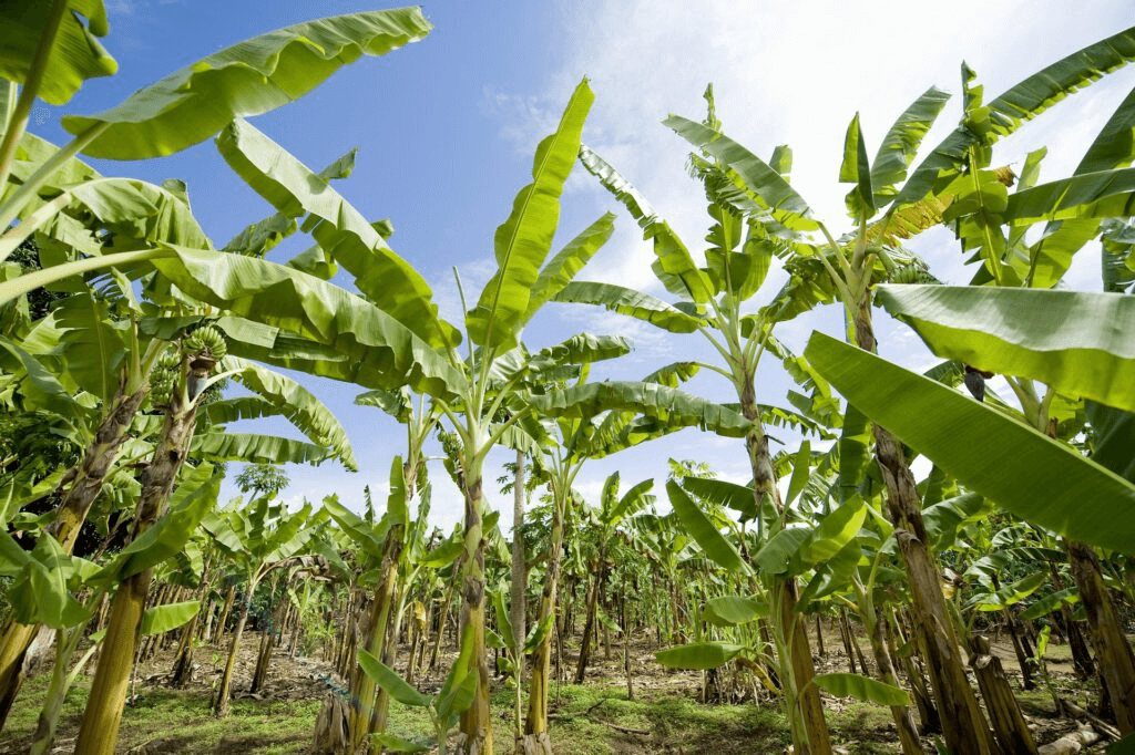 banana plantation gbd e c x