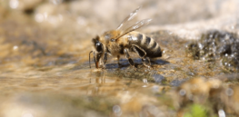 bee drink water macro