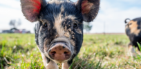 Xenotransplantation breakthrough: Brain dead patients Two brain-dead patients with genetically altered transplanted pig kidneys are still functioning