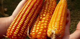 US-Mexico dispute over genetically engineered corn set for arbitration — and GE rejectionists advocate for new Gilles-Éric Séralini safety study