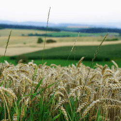 grain field bread summer