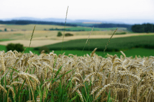 grain field bread summer