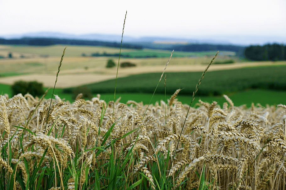 grain field bread summer