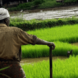 hope kerala food rice