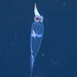 Video: Glass, see-through squid with red eyes and a demon-like head swims in the deep off the coast of Alaska